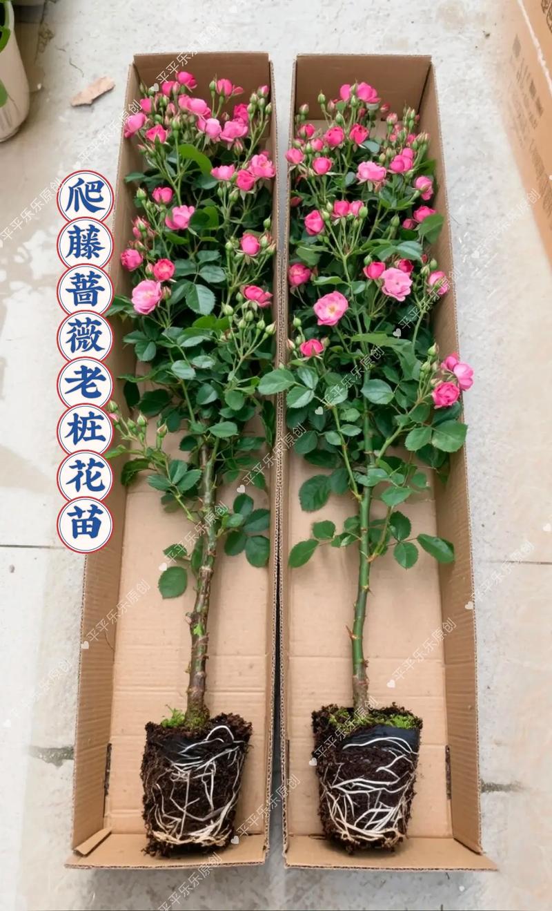 蔷薇花室内可以养吗?科学养护指南与盆栽方案详解 修剪促花系统指导:留住好花型
