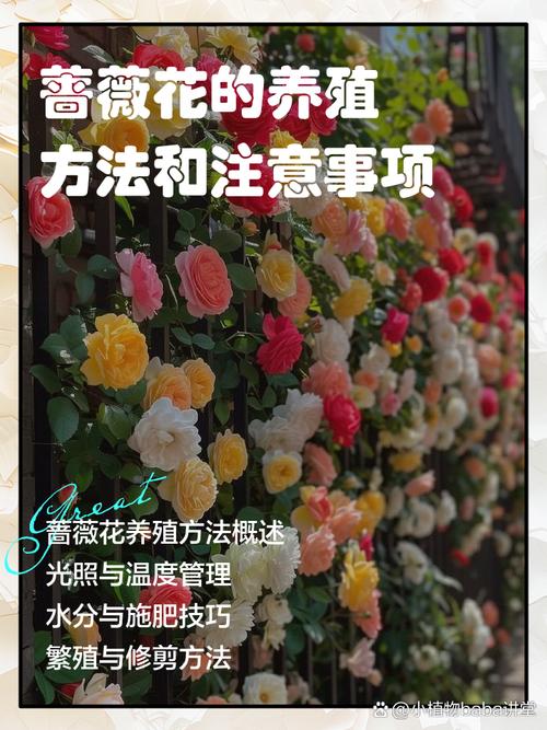 蔷薇花室内可以养吗?科学养护指南与盆栽方案详解 FAQ(常见问题)