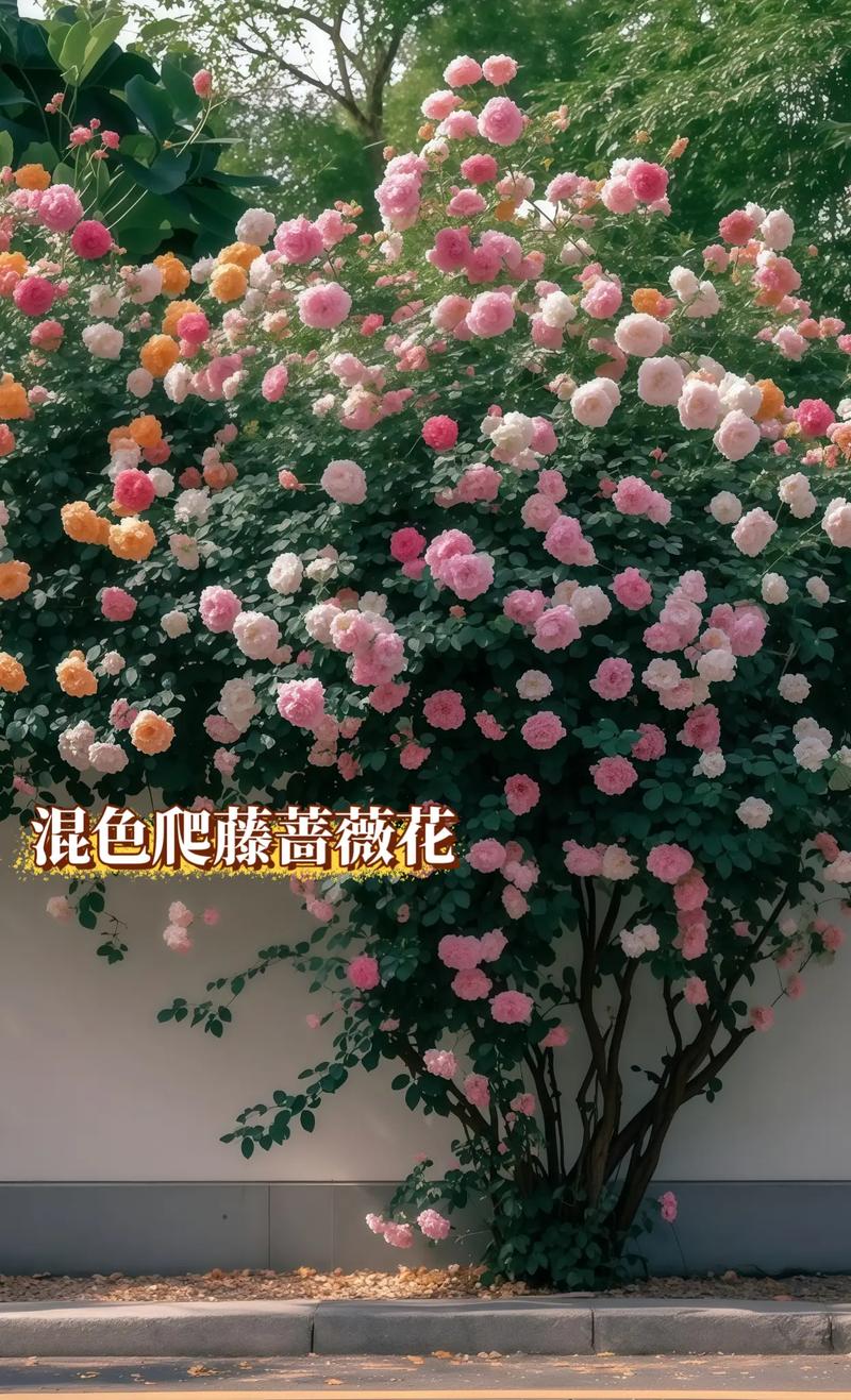 蔷薇花室内可以养吗?科学养护指南与盆栽方案详解 盆栽/地栽选择决策:室内只能选盆栽