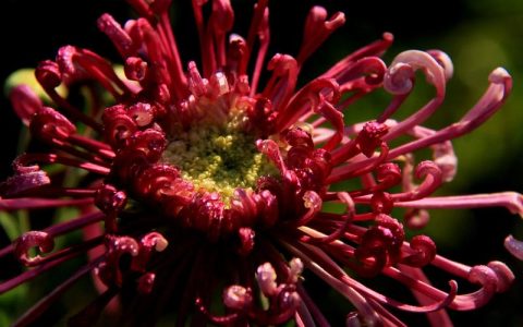 菊花长什么样子？形态特征、花期花色与识别要点全解析