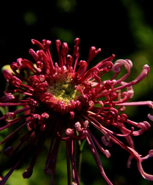 菊花长什么样子？形态特征、花期花色与识别要点全解析