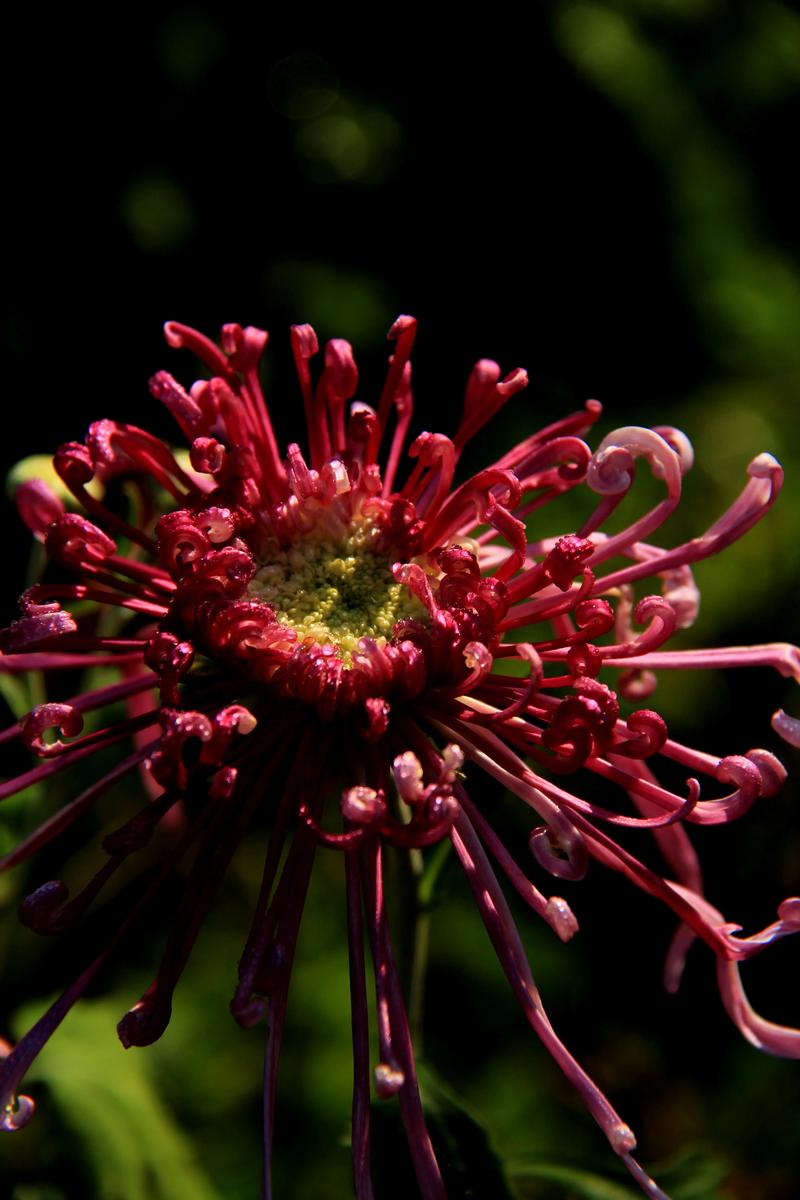 菊花长什么样子?形态特征、花期花色与识别要点全解析 菊花长什么样子?形态特征、花期花色与识别要点全解析