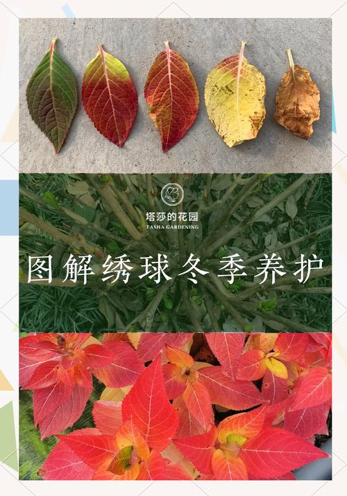 绣球花在北方室外如何过冬?防寒时间、越冬方法与品种选择全攻略 地域差异化推荐:露地越冬还是盆栽入室?