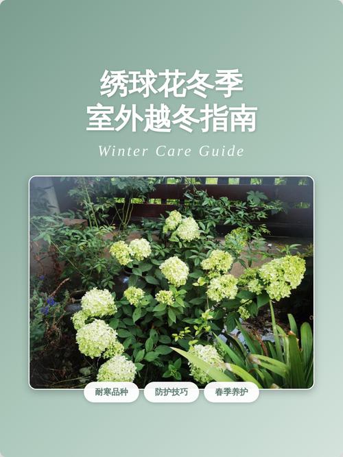 绣球花在北方室外如何过冬?防寒时间、越冬方法与品种选择全攻略 常见误区与纠正