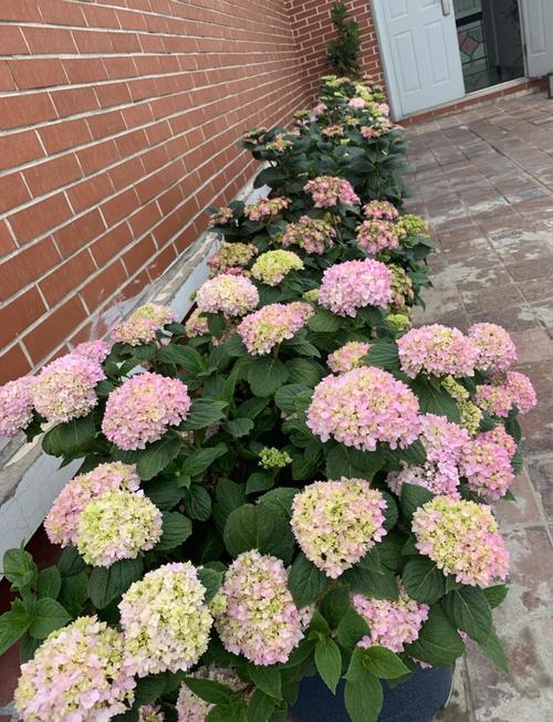 绣球花在北方室外如何过冬?防寒时间、越冬方法与品种选择全攻略 FAQ