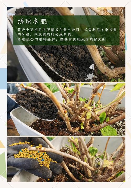 绣球花在北方室外如何过冬?防寒时间、越冬方法与品种选择全攻略 总结:核心可执行动作