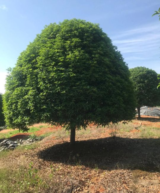 桂花树需要修剪吗？掌握六大养护要点，让桂花树年年繁花满枝