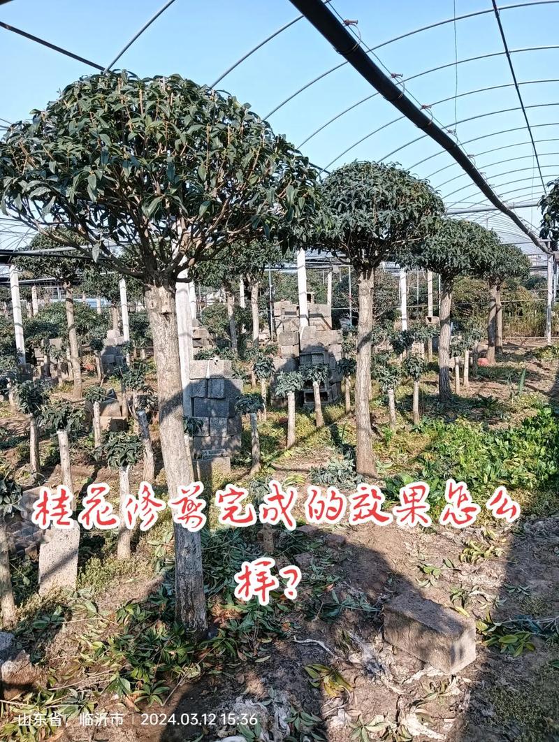 光照：充足光照是花芽分化的基础