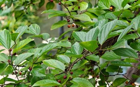 朴树是落叶乔木：行道树与庭院种植规格、移栽成活与支撑修剪全指南