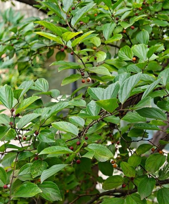 朴树是落叶乔木：行道树与庭院种植规格、移栽成活与支撑修剪全指南