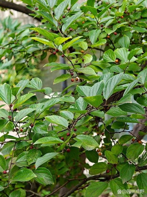 朴树是落叶乔木：行道树与庭院种植规格、移栽成活与支撑修剪全指南