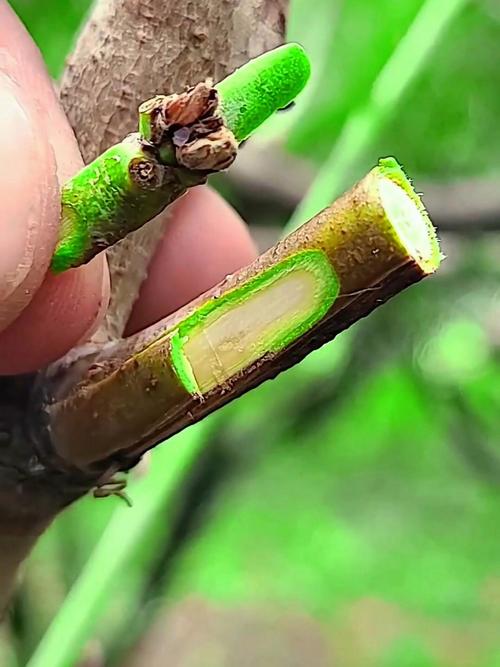 桃树九月芽接后接芽当年不萌发更安全,春季萌芽成壮枝 次年春季萌芽管理与移栽(可选)