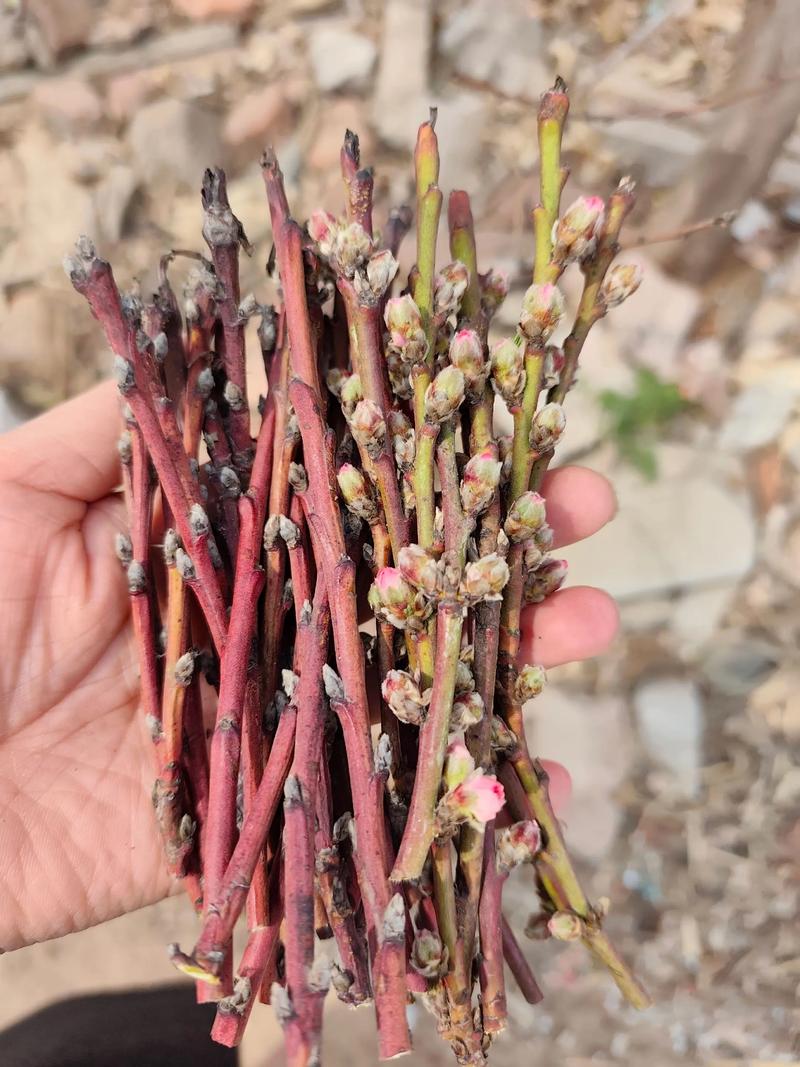 桃树九月芽接后接芽当年不萌发更安全,春季萌芽成壮枝 成活率影响因素分析与品种差异