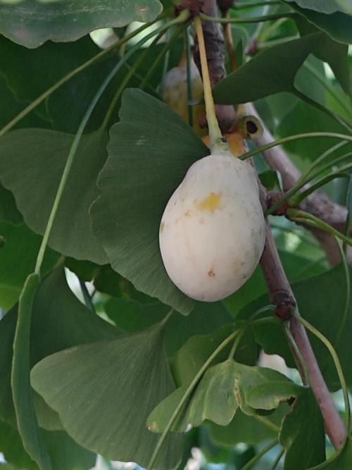 银杏果(白果)能吃吗?安全食用指南与注意事项 银杏果(白果)能吃吗?安全食用指南与注意事项