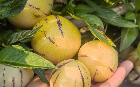 人参果北方能种植吗？从选种到越冬的完整技术指南