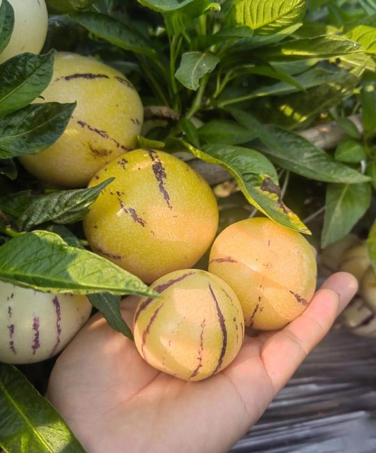 人参果北方能种植吗？从选种到越冬的完整技术指南