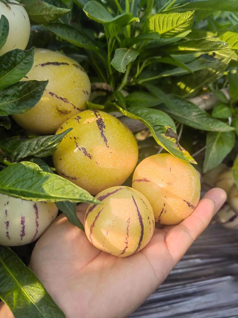 人参果北方能种植吗？从选种到越冬的完整技术指南