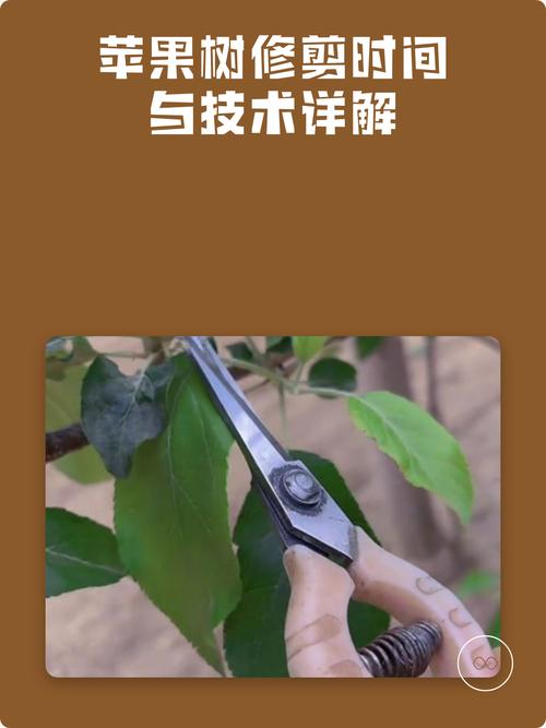 苹果树主枝过长如何修剪?科学回缩与树形调整完整指南 换盆或田间管理