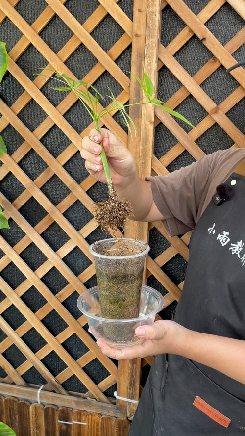 发财树扦插能活吗？家庭繁殖成功率与操作指南