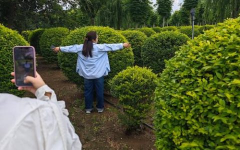 冬青树子是女贞子吗？从园林工程角度解析女贞与金叶女贞的品种差异与栽培标准