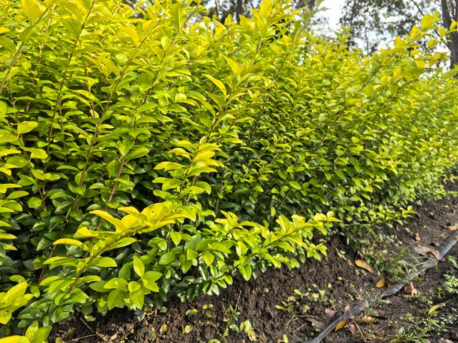 密植间距的土壤与光照修正方案
