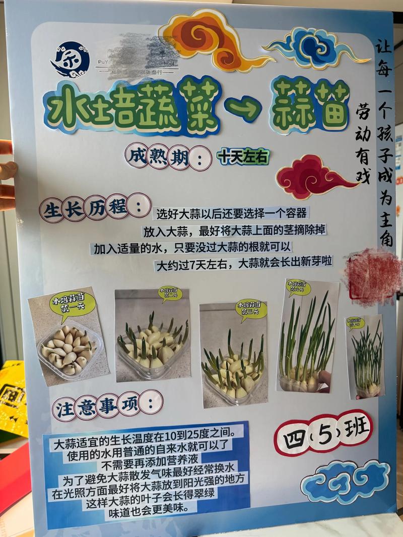 水培蔬菜怎么种?从零开始的全流程操作指南 定植操作