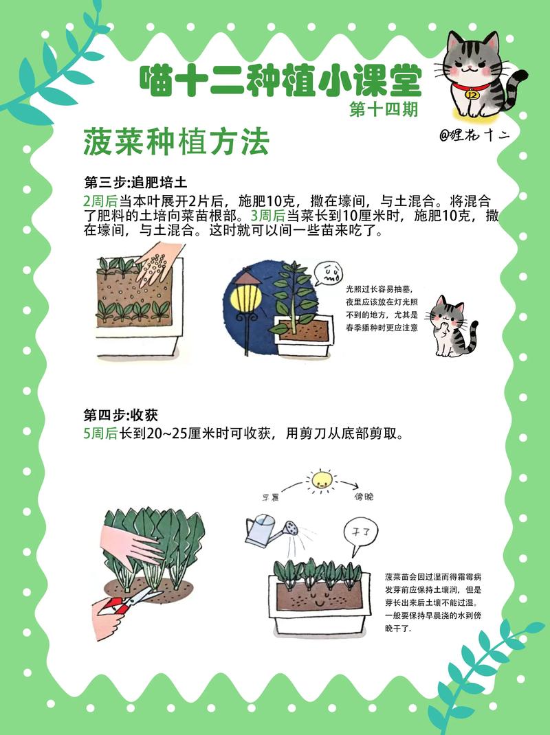 水培蔬菜怎么种?从零开始的全流程操作指南 营养液管理