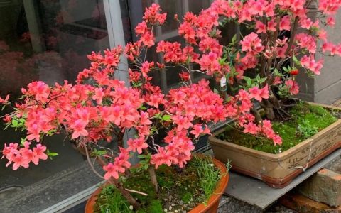 映山红施什么肥？掌握这几点，花繁叶茂不是梦