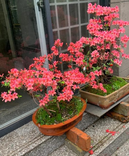 映山红施什么肥？掌握这几点，花繁叶茂不是梦
