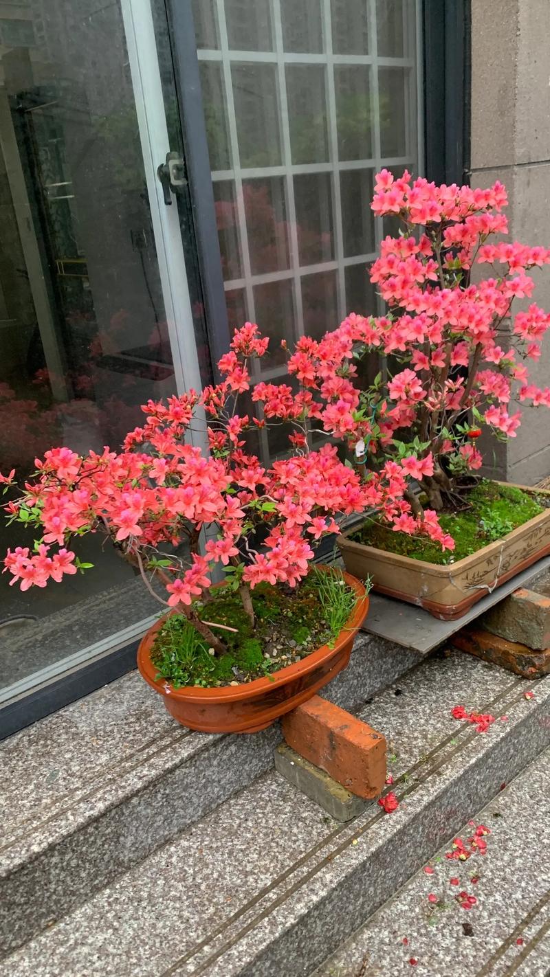 映山红施什么肥?掌握这几点,花繁叶茂不是梦 一、映山红的“口味”:喜酸,忌氯