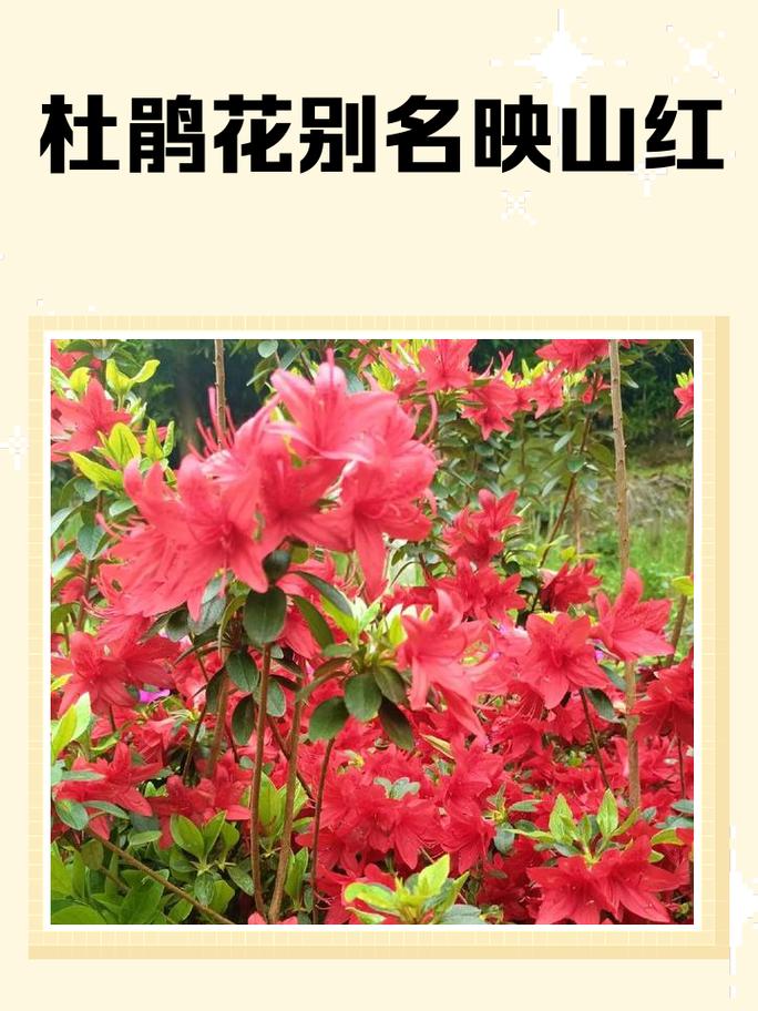 映山红施什么肥?掌握这几点,花繁叶茂不是梦 三、施肥禁忌与注意事项