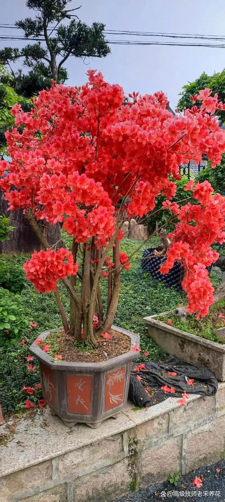 映山红施什么肥?掌握这几点,花繁叶茂不是梦 二、不同阶段的施肥方案