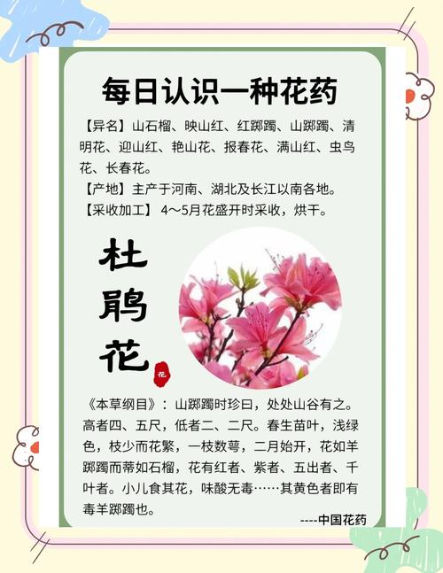 映山红施什么肥?掌握这几点,花繁叶茂不是梦 结语