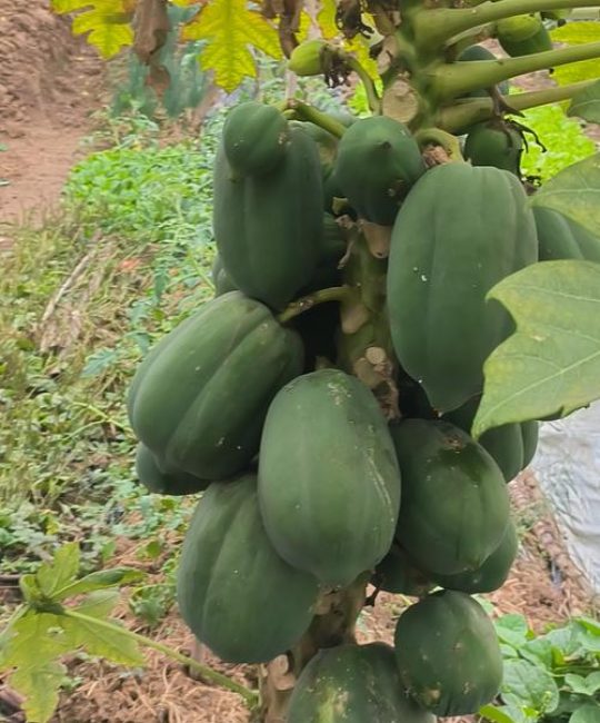 木瓜在北方能种吗？耐寒木瓜种植全指南