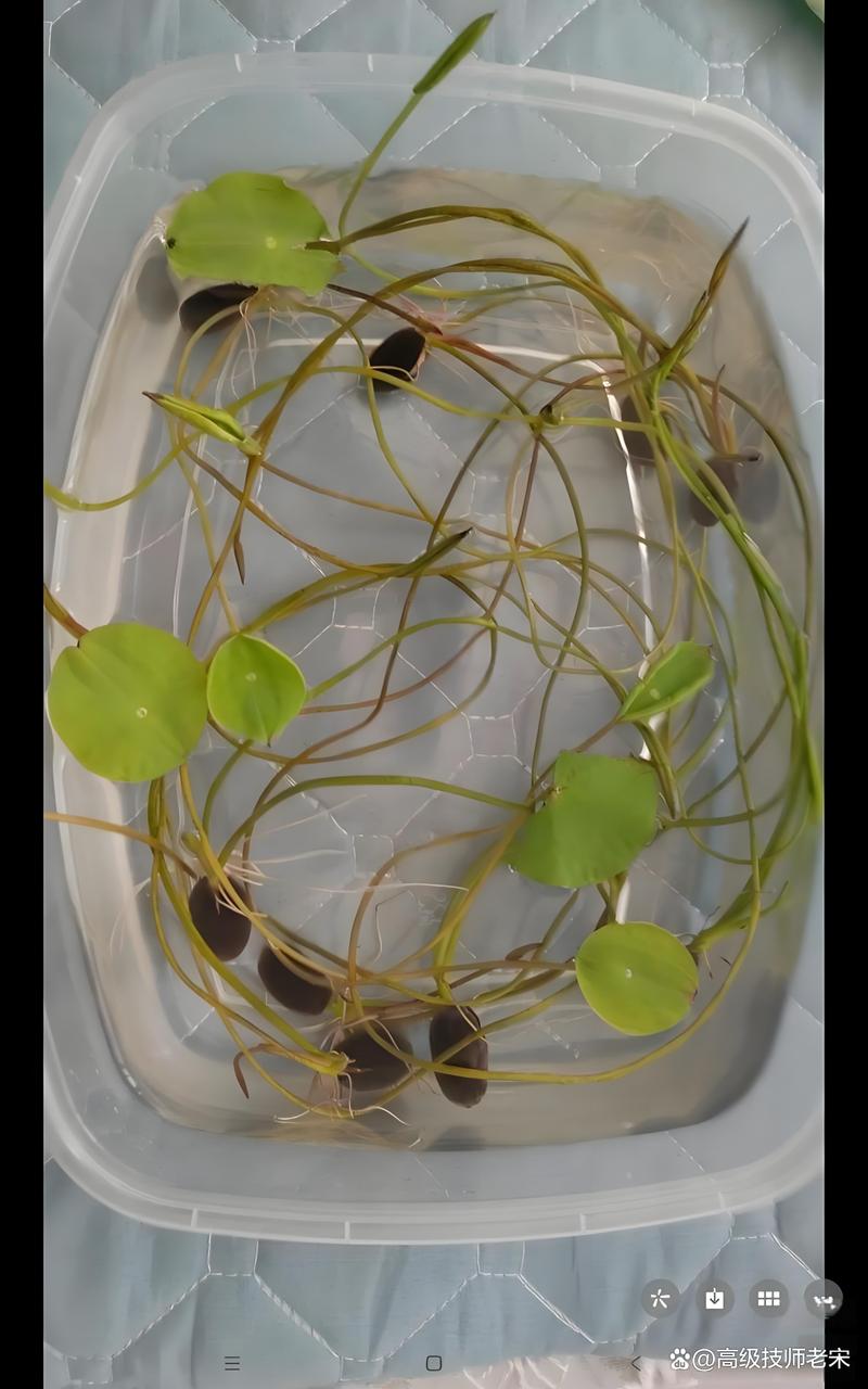 水培植物需要换水吗?换水频率与养护指南 判断换水时机的四项标准