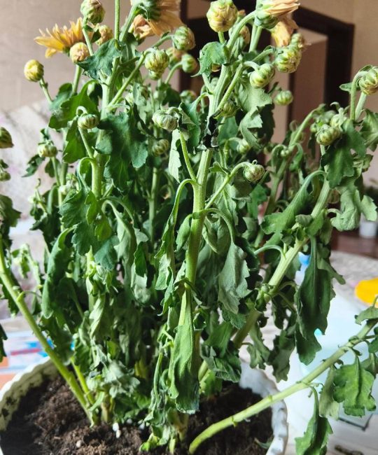 花的叶子蔫了是什么原因？一文教你快速找准根源及时挽救
