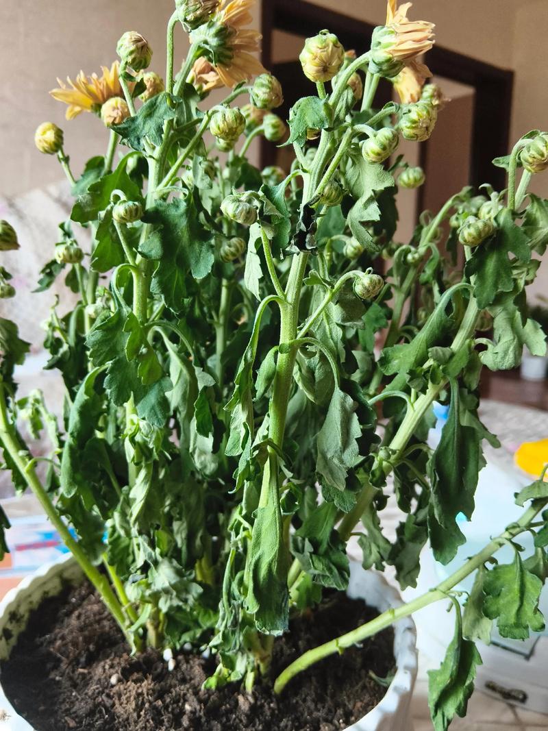 花的叶子蔫了是什么原因?一文教你快速找准根源及时挽救 花的叶子蔫了是什么原因?一文教你快速找准根源及时挽救