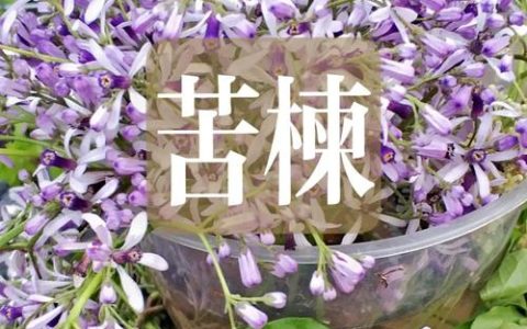 椿木是苦楝木吗？一文读懂两者区别