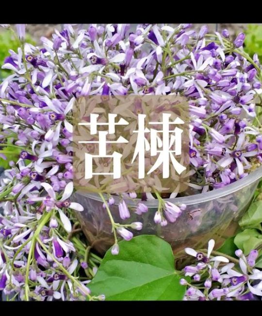椿木是苦楝木吗？一文读懂两者区别