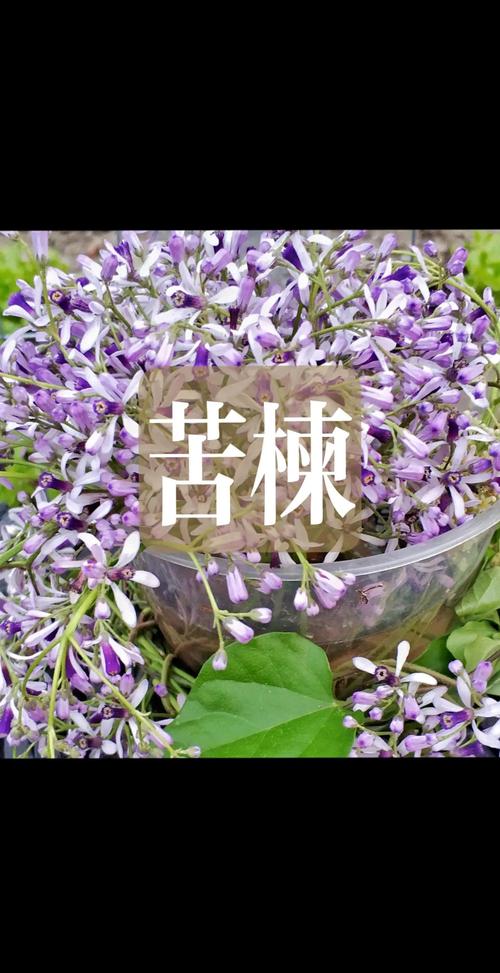 椿木是苦楝木吗?一文读懂两者区别 一、植物学分类:先分科属