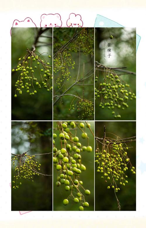椿木是苦楝木吗?一文读懂两者区别 二、叶子与花果:一眼辨别的关键