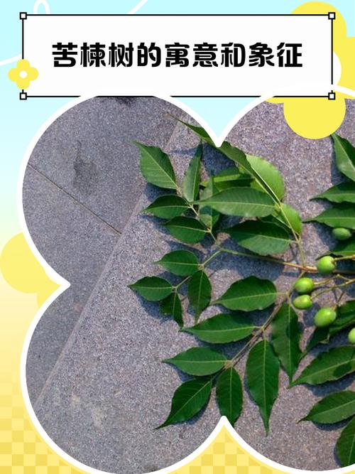 椿木是苦楝木吗?一文读懂两者区别 结语