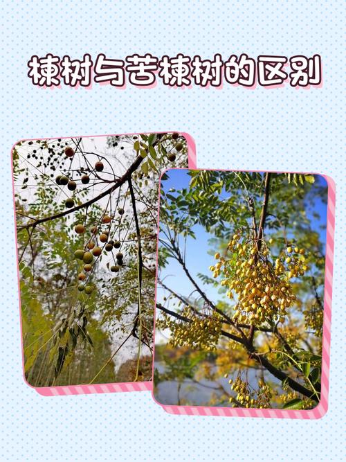 椿木是苦楝木吗?一文读懂两者区别 四、园林价值:各有所长