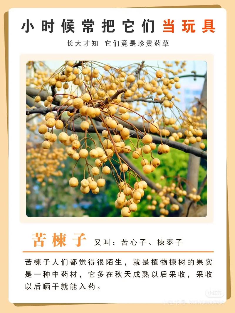 椿木是苦楝木吗?一文读懂两者区别 三、木材用途:谁更实用?