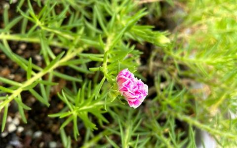 太阳花是午时花吗？揭秘大花马齿苋的花色花期与养护全攻略