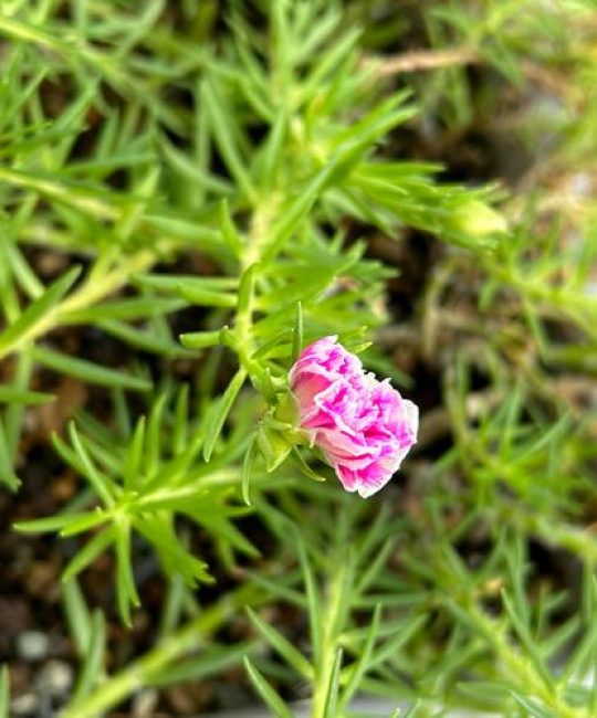 太阳花是午时花吗？揭秘大花马齿苋的花色花期与养护全攻略