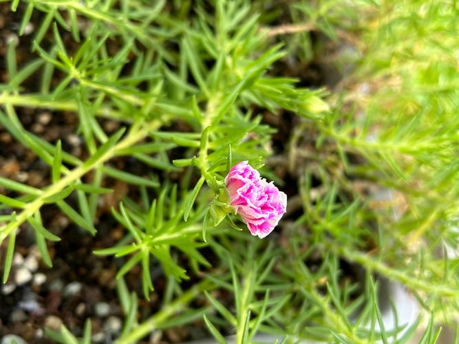 太阳花是午时花吗?揭秘大花马齿苋的花色花期与养护全攻略 太阳花是午时花吗?揭秘大花马齿苋的花色花期与养护全攻略