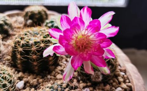 丽花仙人球花期长吗？全面解析开花周期与养护要点
