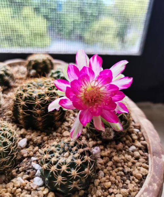 丽花仙人球花期长吗？全面解析开花周期与养护要点