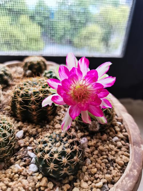 丽花仙人球花期长吗?全面解析开花周期与养护要点 丽花仙人球花期总体较长,单朵花短但可持续多轮开放
